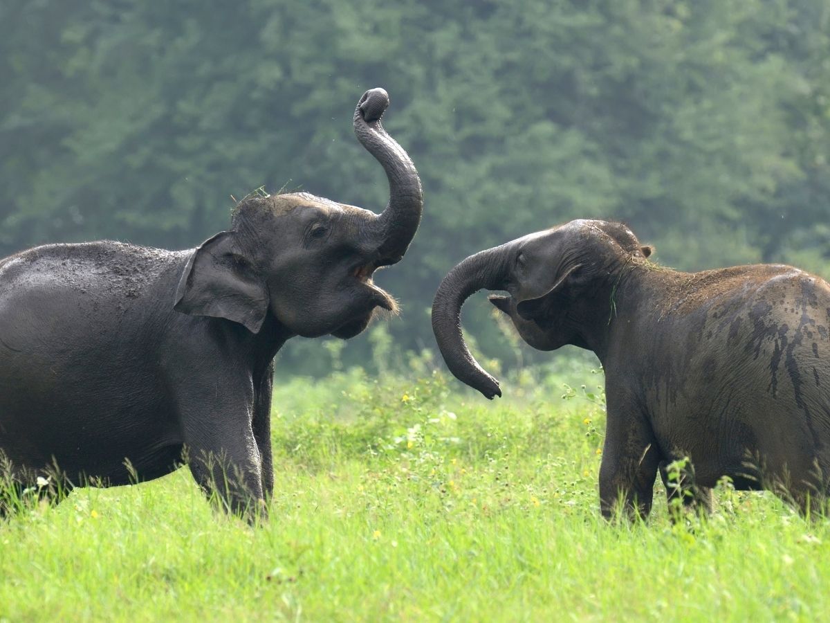 Шри-Ланка за 6 дней