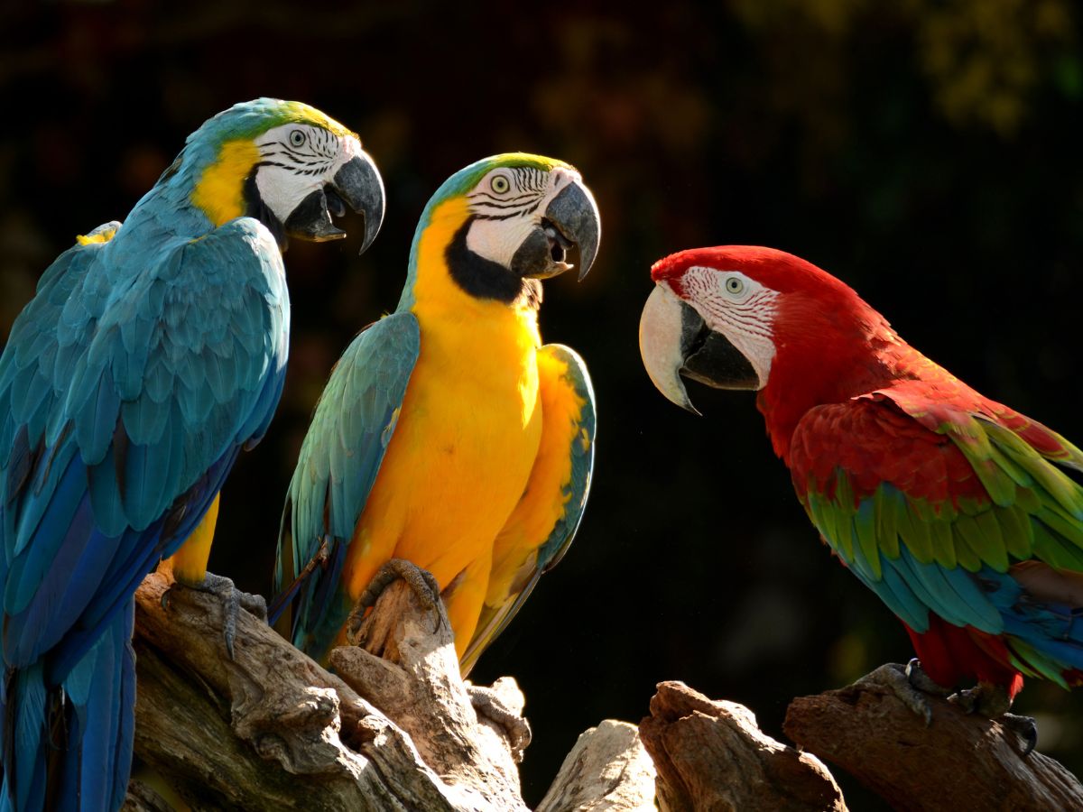 Бразилия с детьми