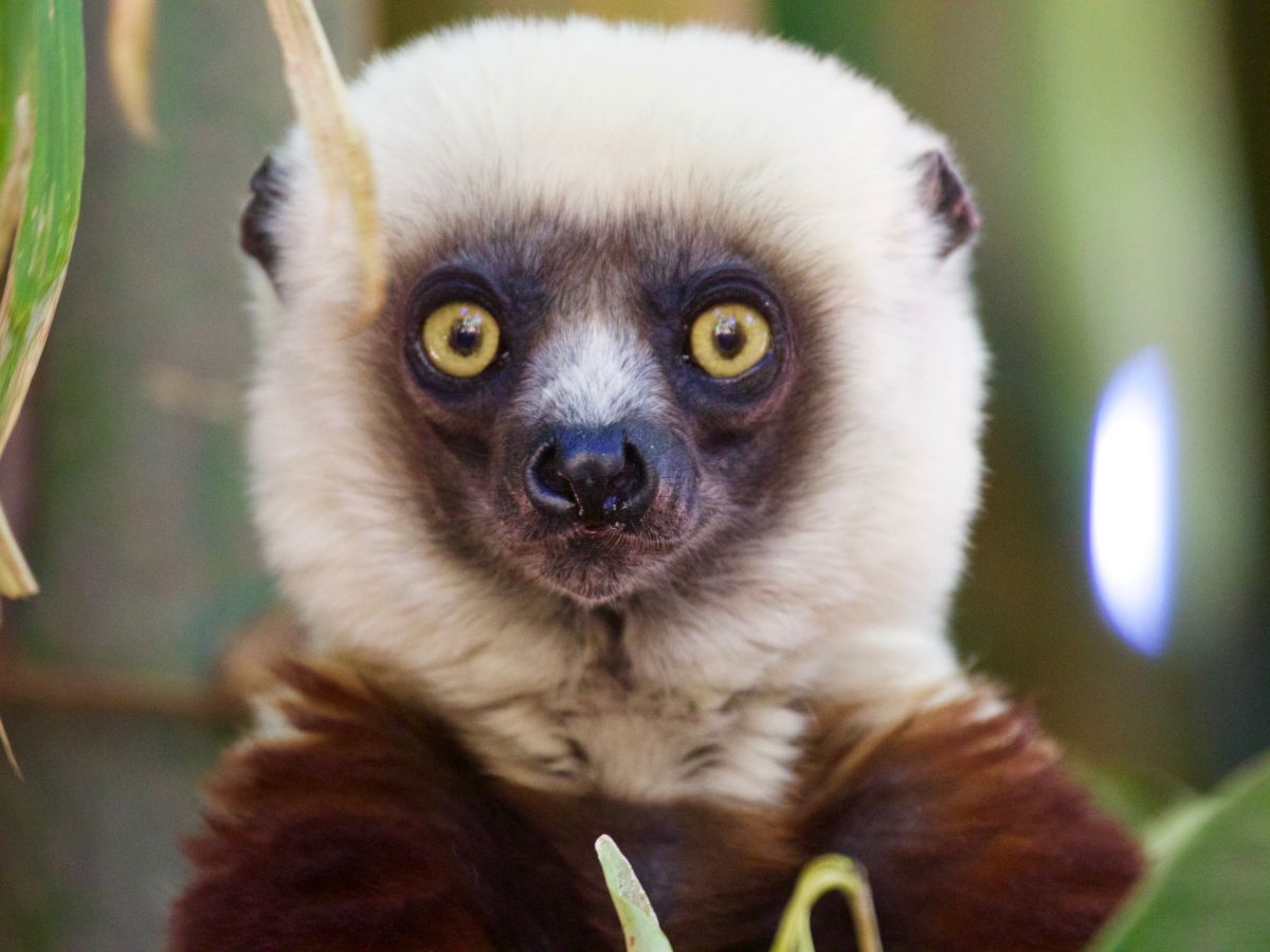 Привет, Мадагаскар!