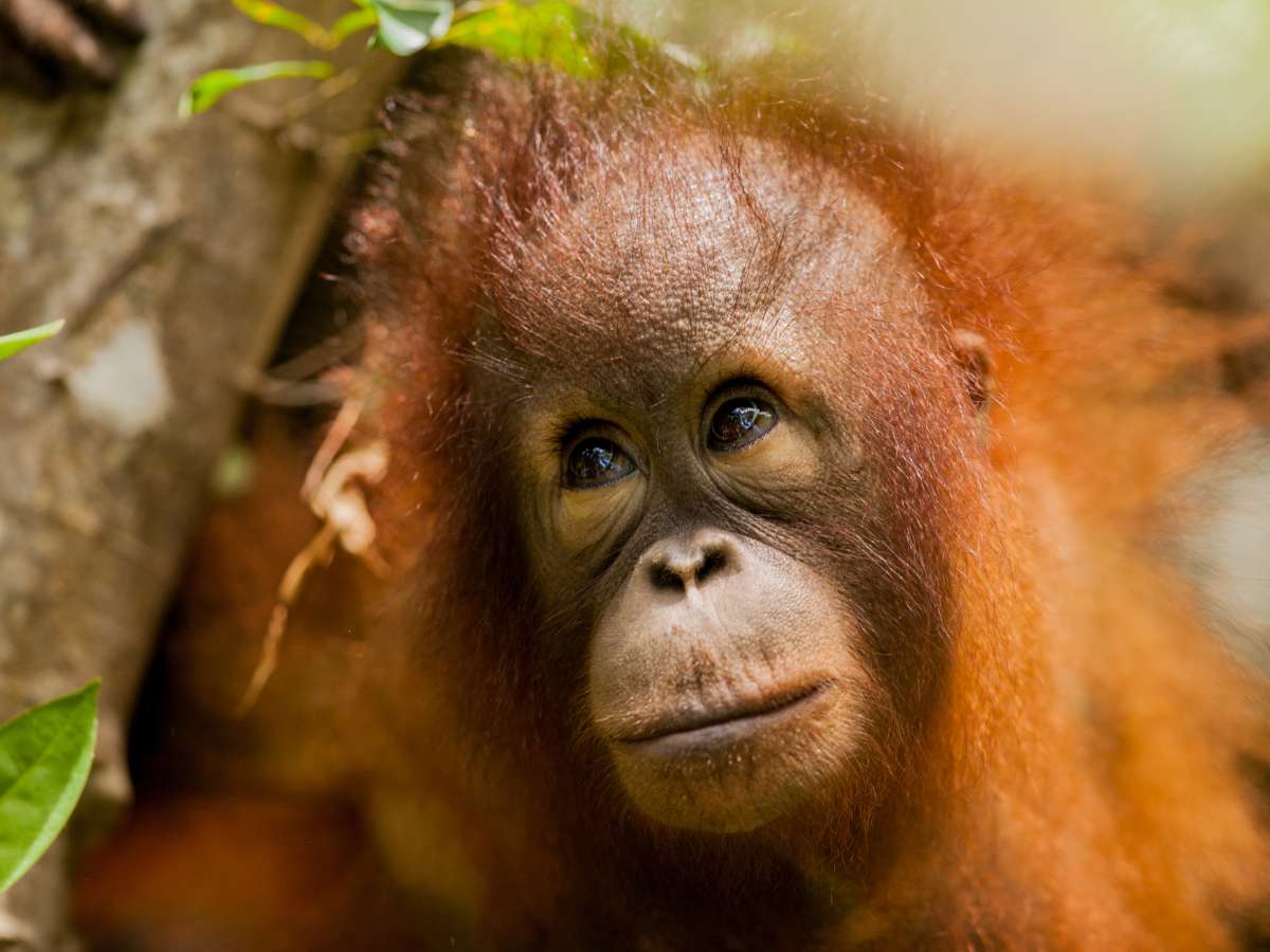 В гости к Орангутанам