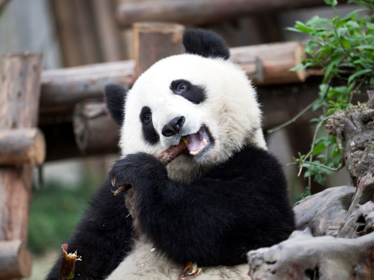 Панда Тур - Пекин, Чэнду, Лэшань