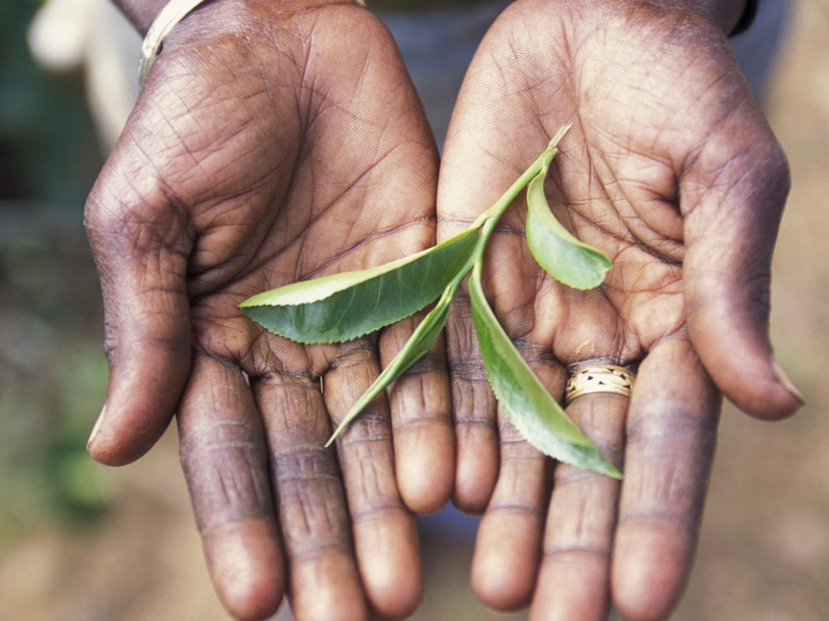 Привет, Шри-Ланка!