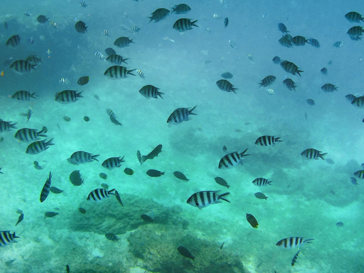 Гили Траванган и Бали