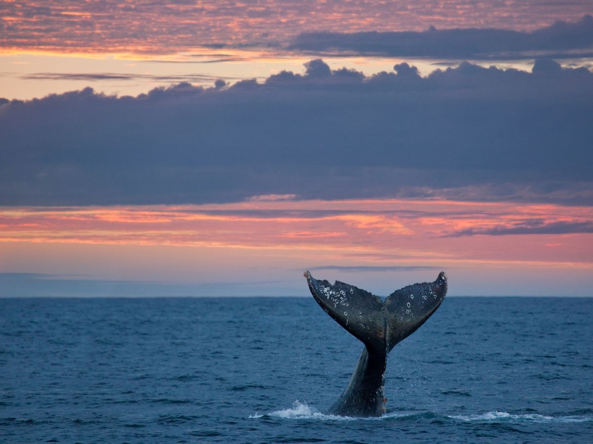 Киты Нижней Калифорнии. Морское Сафари