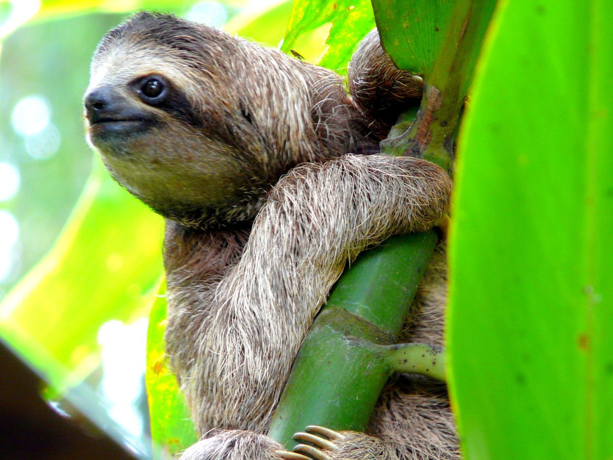 Три взгляда на Коста Рику