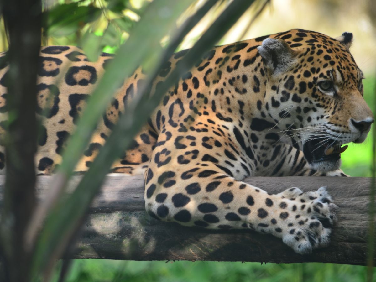 Весь Многоликий Перу (Икитос) и Боливия