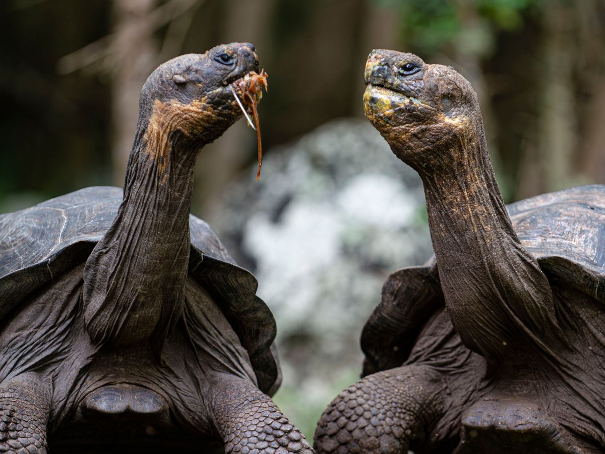 Весь Многоликий Перу + Эквадор(Галапагоссы)