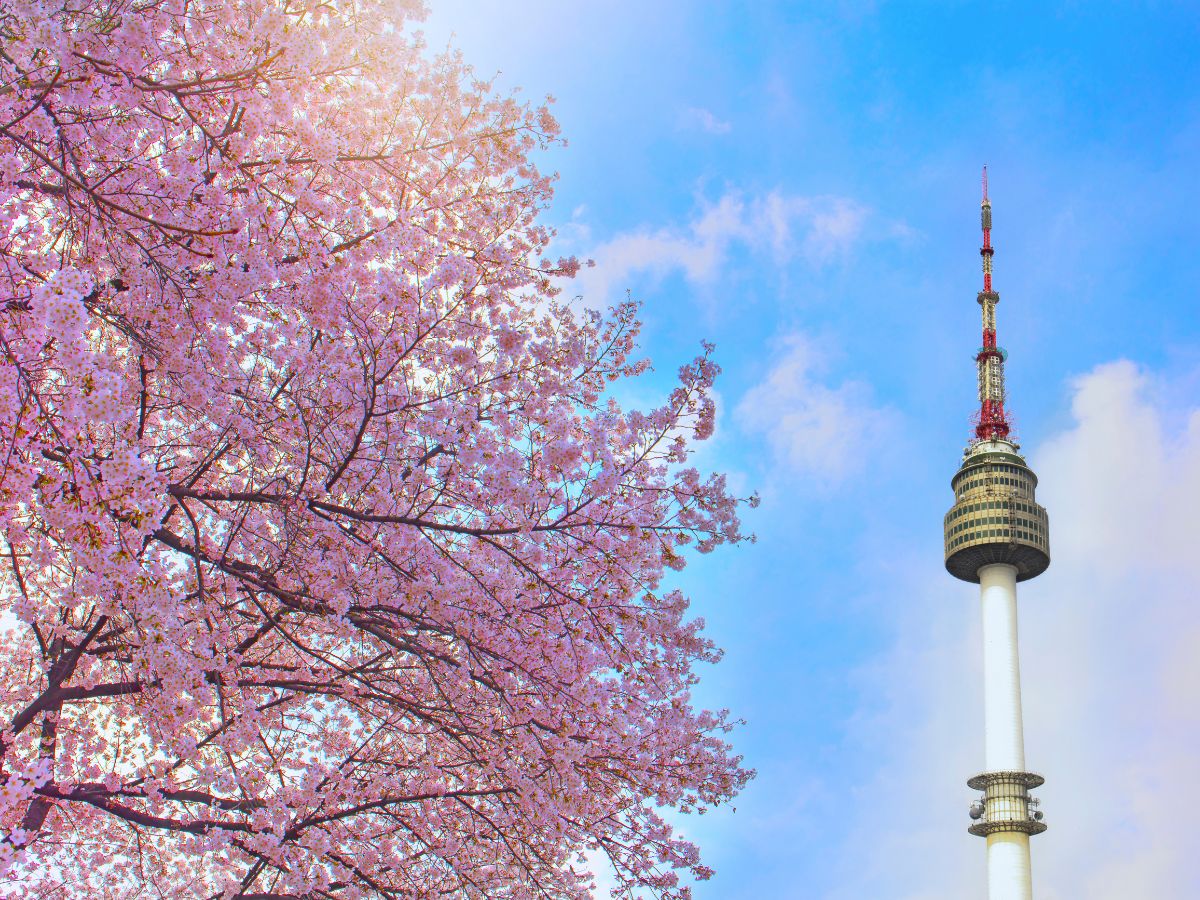 Фестиваль Цветения Вишни в Южной Корее